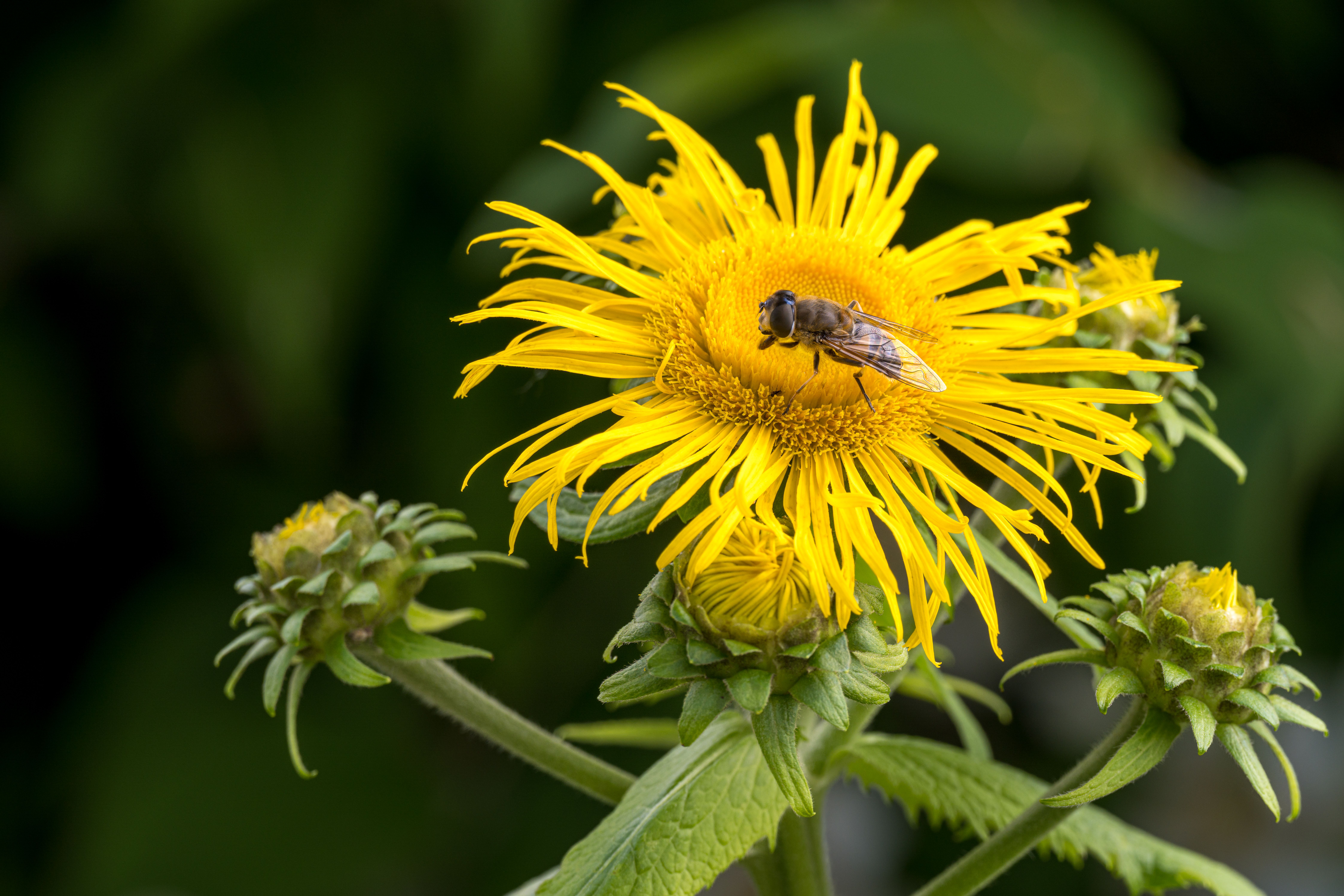 Elecampane Plant Profile