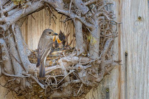 Free A mother flycatcher bird feeding her young in a natural, rustic nest. Stock Photo