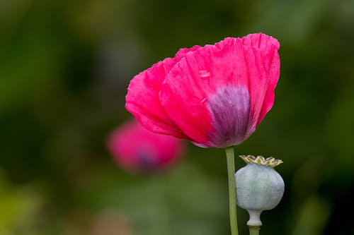 Imagine de stoc gratuită din a închide, blur background, floare
