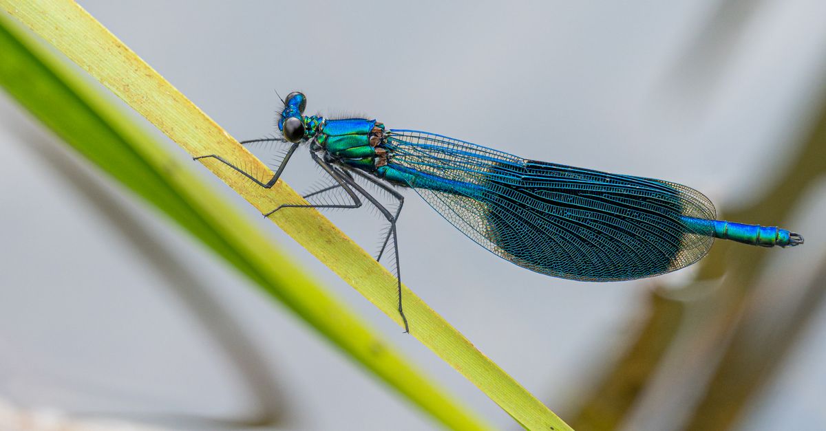 Blue Headed Insect Blue Insect in Close Up Photography · Free Stock Photo