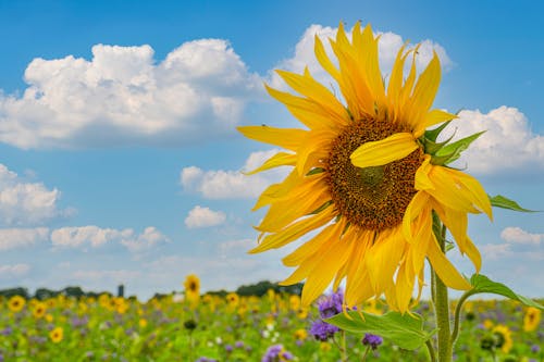 Gratis arkivbilde med blomsterfotografering, blomstre, flora