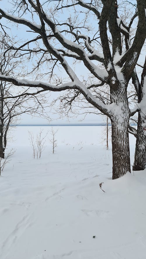 คลังภาพถ่ายฟรี ของ ต้นไม้เปล่า, มีหิมะปกคลุม, ยิงแนวตั้ง