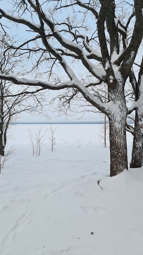 Leafless Trees on Snow Covered Ground