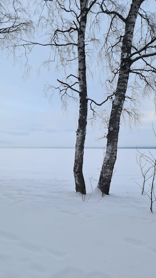 Imagine de stoc gratuită din arbori, cer albastru, nori