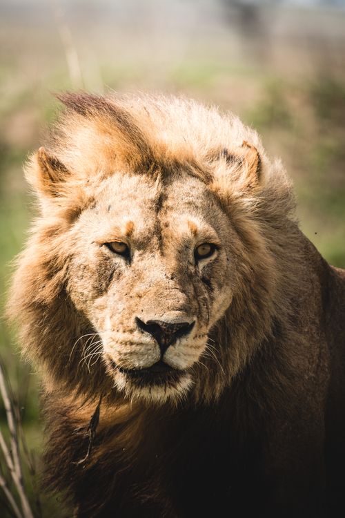 Free Close-up of a majestic African lion with a wild mane, showcasing nature's power. Stock Photo