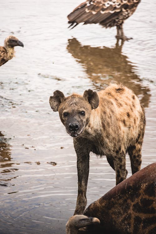 Hyena and Birds in Nature 