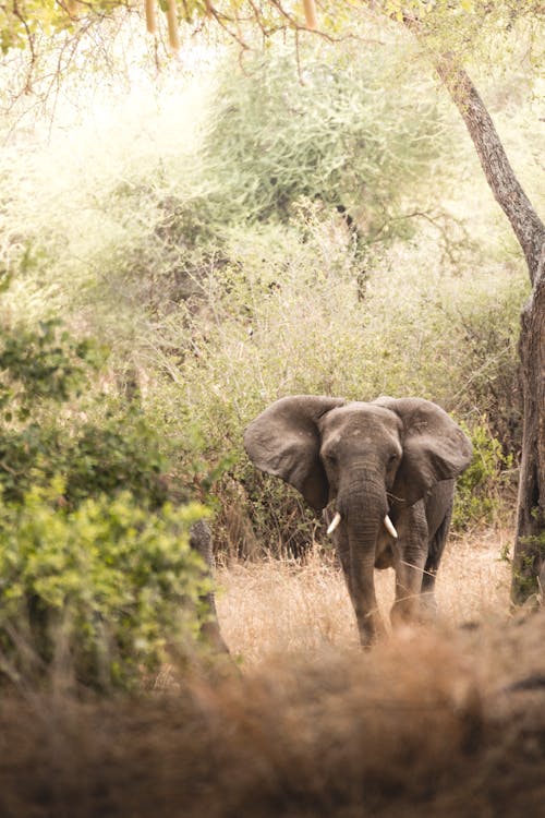 Fotobanka s bezplatnými fotkami na tému africký slon, Safari, safari zviera