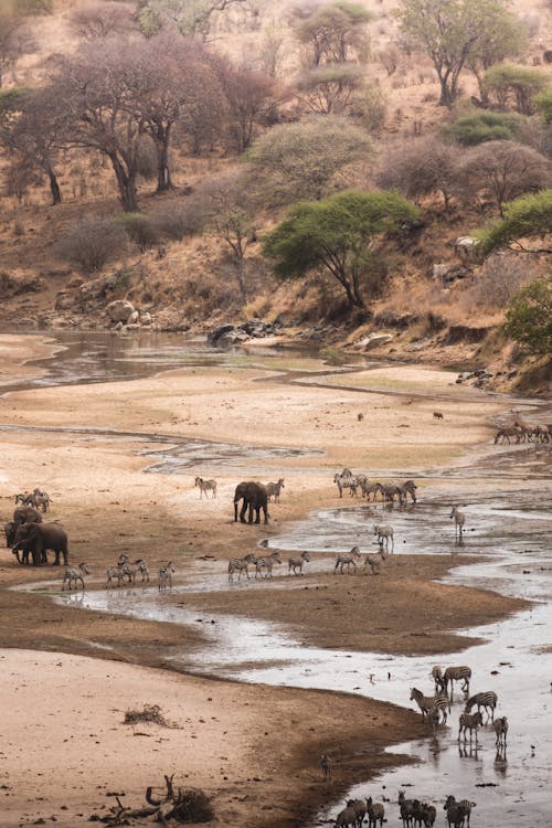Safari Animals in Oasis