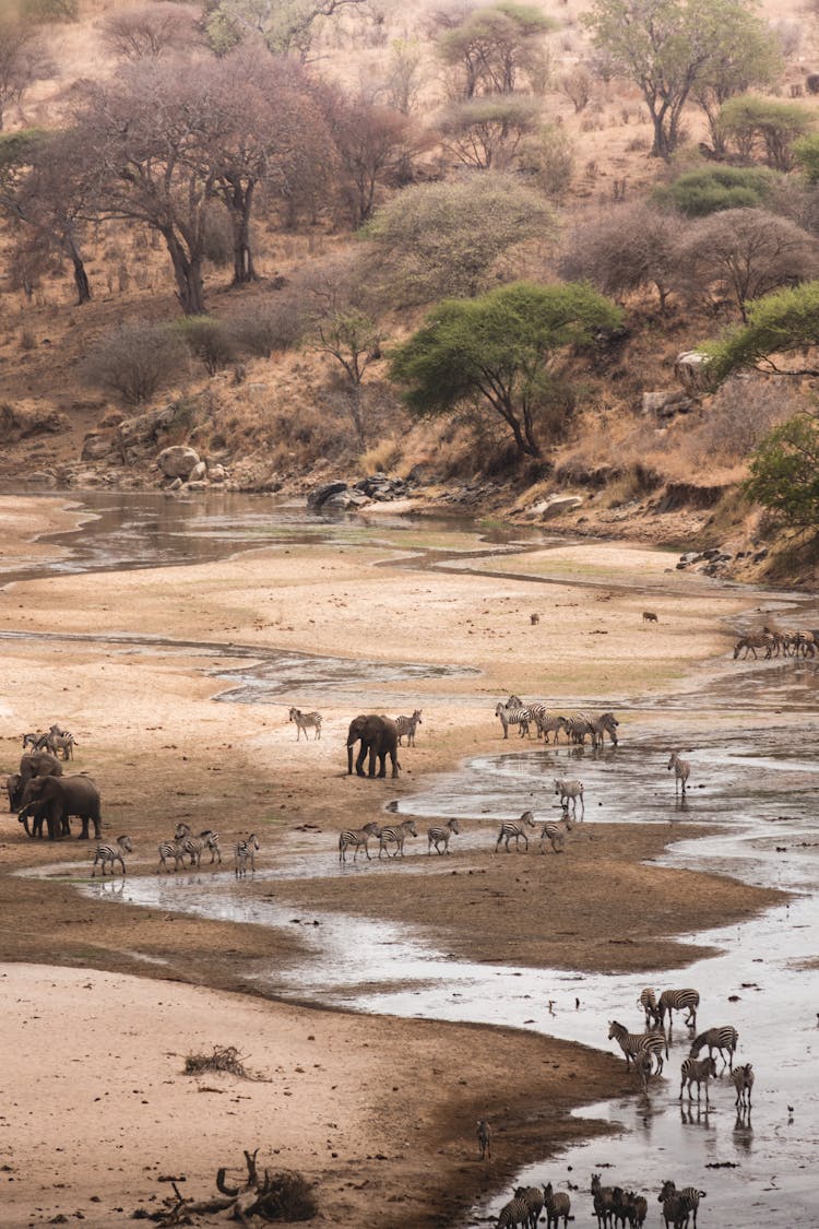 Safari Animals In Oasis