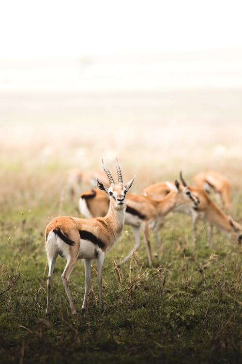 Gazelles in Nature 