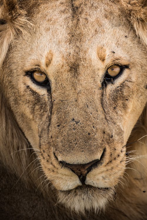 Close-up of Lions Face 