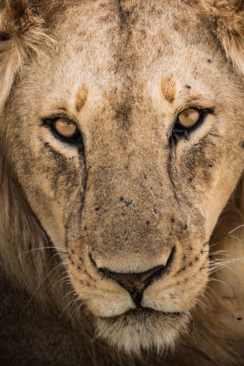 Free Intense close-up of an African lion's face, showcasing its powerful gaze and majestic features. Stock Photo
