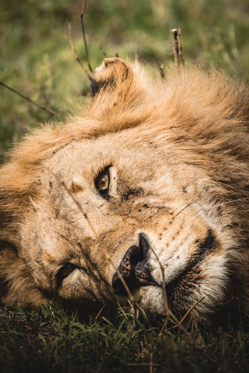 Free Intimate close-up of a lion resting in Tanzania, showcasing its mane and eyes. Stock Photo