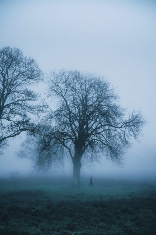 Person Walking Under a Leafless Tree