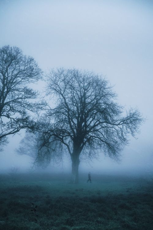 Free A lone figure walking under bare trees in a foggy English field, conveying tranquility. Stock Photo
