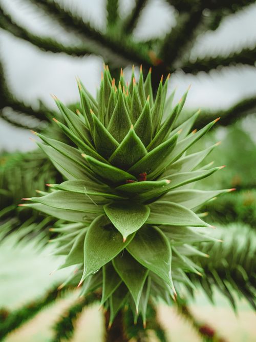 Free Detailed close-up of a green monkey puzzle tree (Araucaria araucana) branch in England. Stock Photo