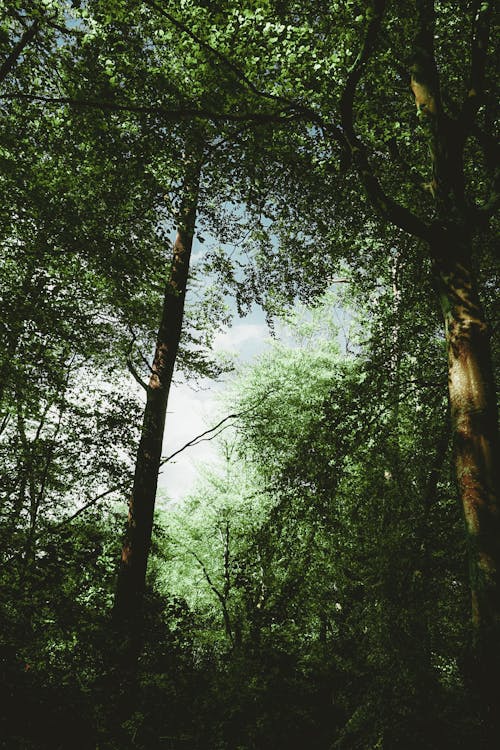 Ingyenes stockfotó alacsony szögű felvétel, erdő, fák témában