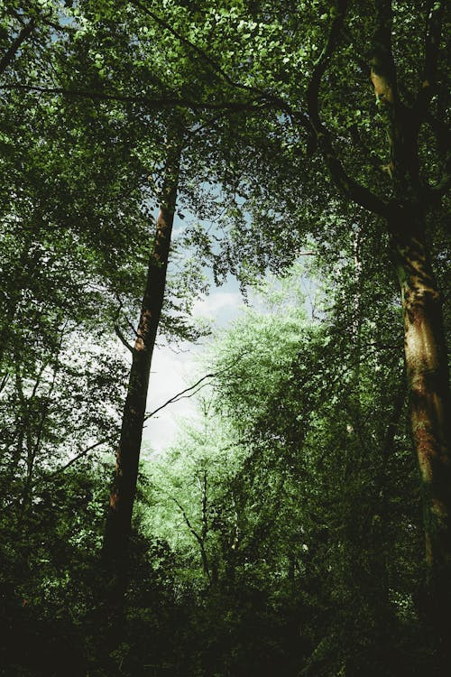 Gratis stockfoto met bladeren, bomen, Boomstammen