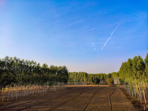 Безкоштовне стокове фото на тему «блакитне небо, надворі, поле ферми»