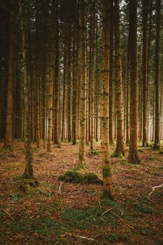 Serene forest with tall trees creating a peaceful natural atmosphere.