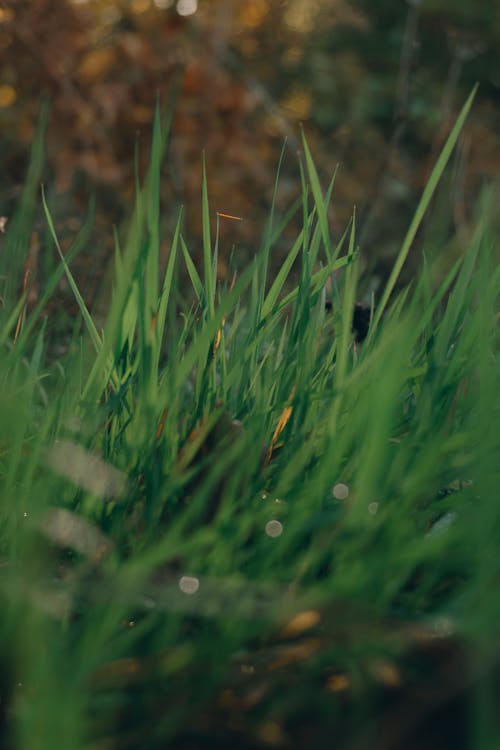 Free stock photo of grass