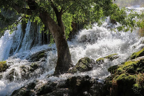 Free Green Tree on River Near Waterfalls Stock Photo