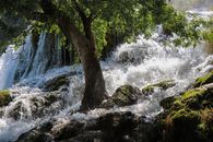 Green Tree Near Water Falls