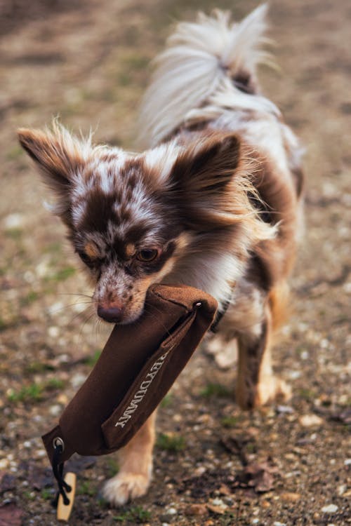 Gratis arkivbilde med bedårende, chihuahua, dog-fotografering