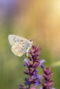Brown and White Butterfly Perched on Purple Flower in Close Up Photography