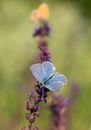 Blue and White Butterfly Perched on Purple Flower in Close Up Photography