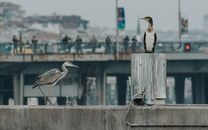White and Black Bird on Gray Concrete Fence