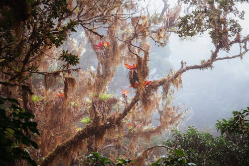 Základová fotografie zdarma na téma dešťový prales, džungle, flóra