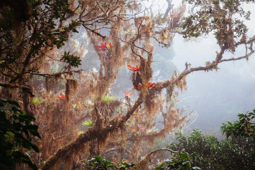 Foggy Exotic Forest