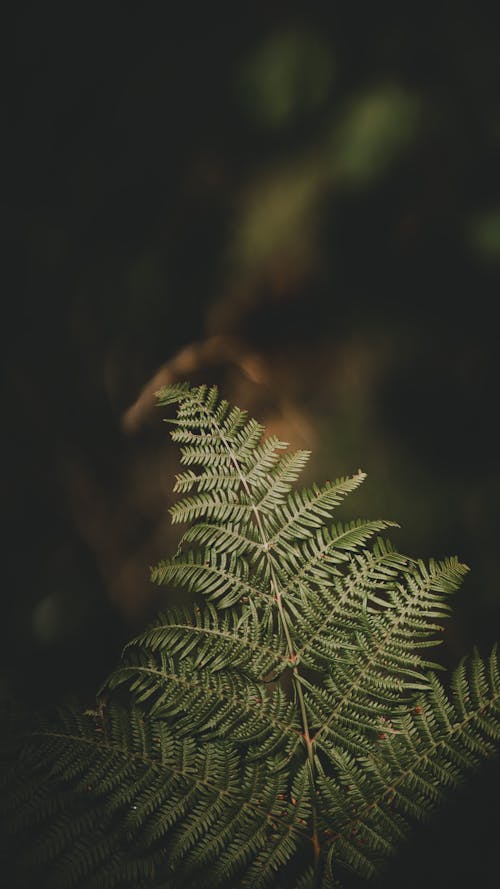 Close-up of Green Fern Plant