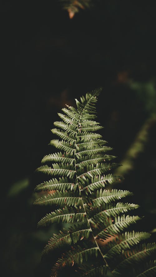 Close-up of Fern Plant