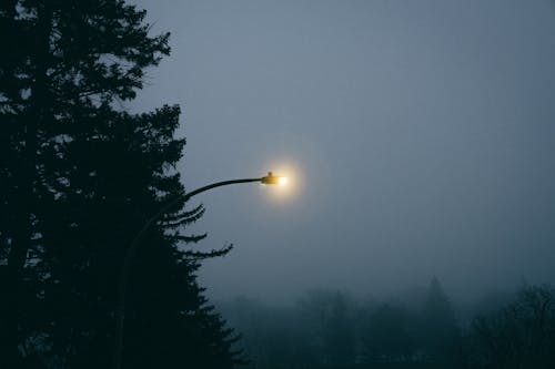 Immagine gratuita di albero, illuminazione, lanterna