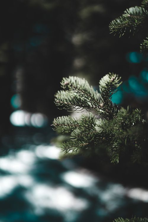 Free A detailed view of a pine branch with soft focus background, evoking wintery atmosphere. Stock Photo