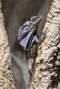 Brown and Black Lizard on Brown Tree Trunk
