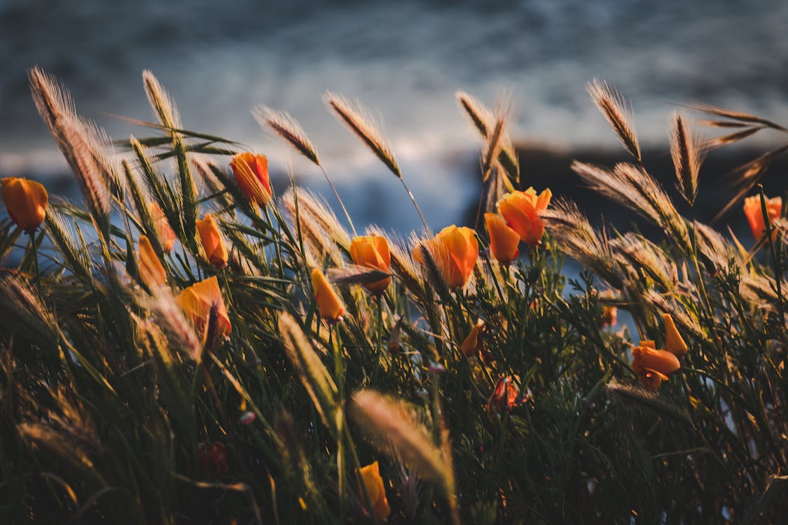 Photographie De Mise Au Point Sélective De Fleurs Orange