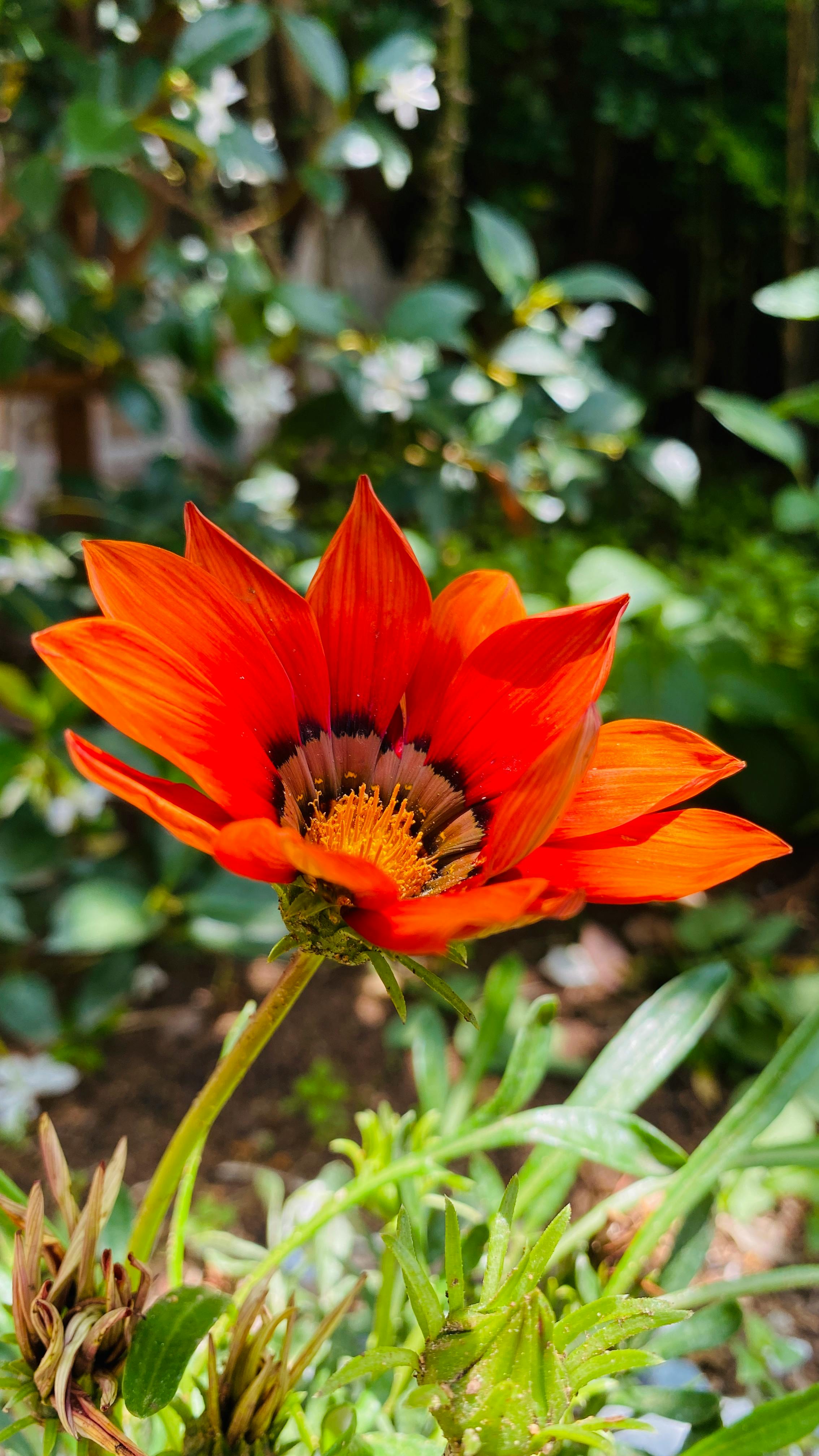 1 000 best trending photos 100 free download pexels stock photos