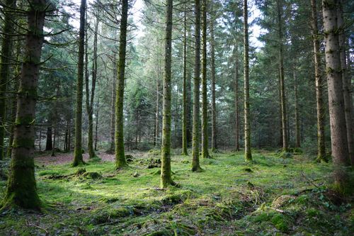 Free Moss-covered forest floor in a tranquil woodland setting near Lausanne, Switzerland. Stock Photo