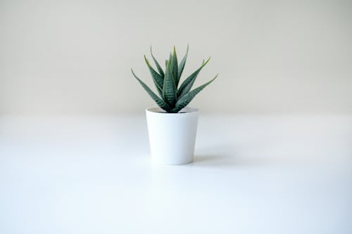 Free An Aloe Vera Plant in a White Pot Stock Photo