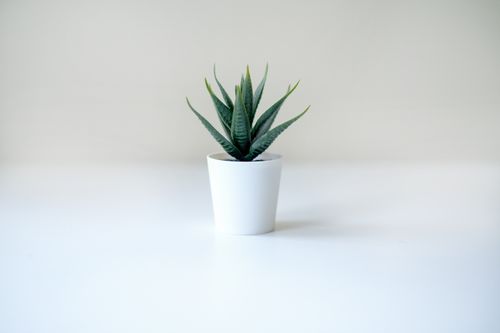 Free A minimalist image of an aloe vera plant in a white pot against a clean, bright background, offering a serene aesthetic. Stock Photo