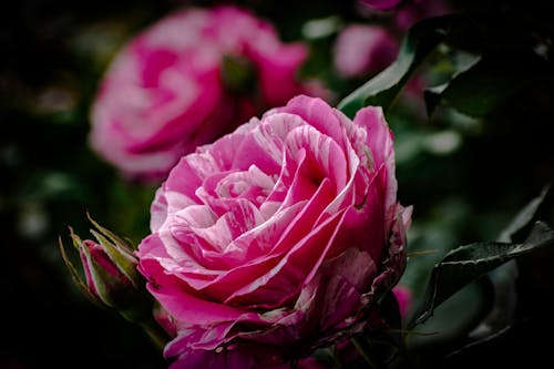 Free stock photo of beautiful flowers, pink flowers, rose