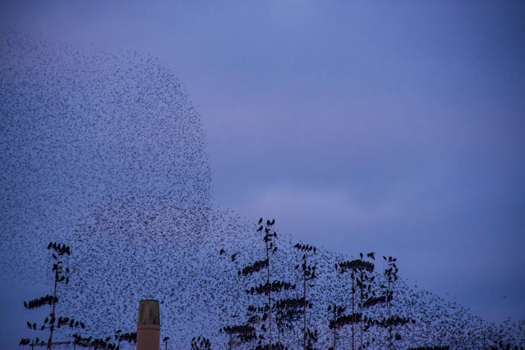 Flock Of Birds In Sky