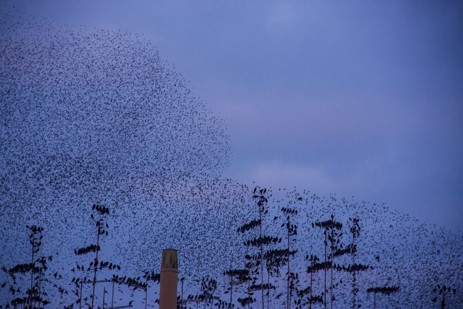 A dense flock of small birds swarming against a dusk sky — quelea move and roost in vast numbers, which is what makes them so destructive.