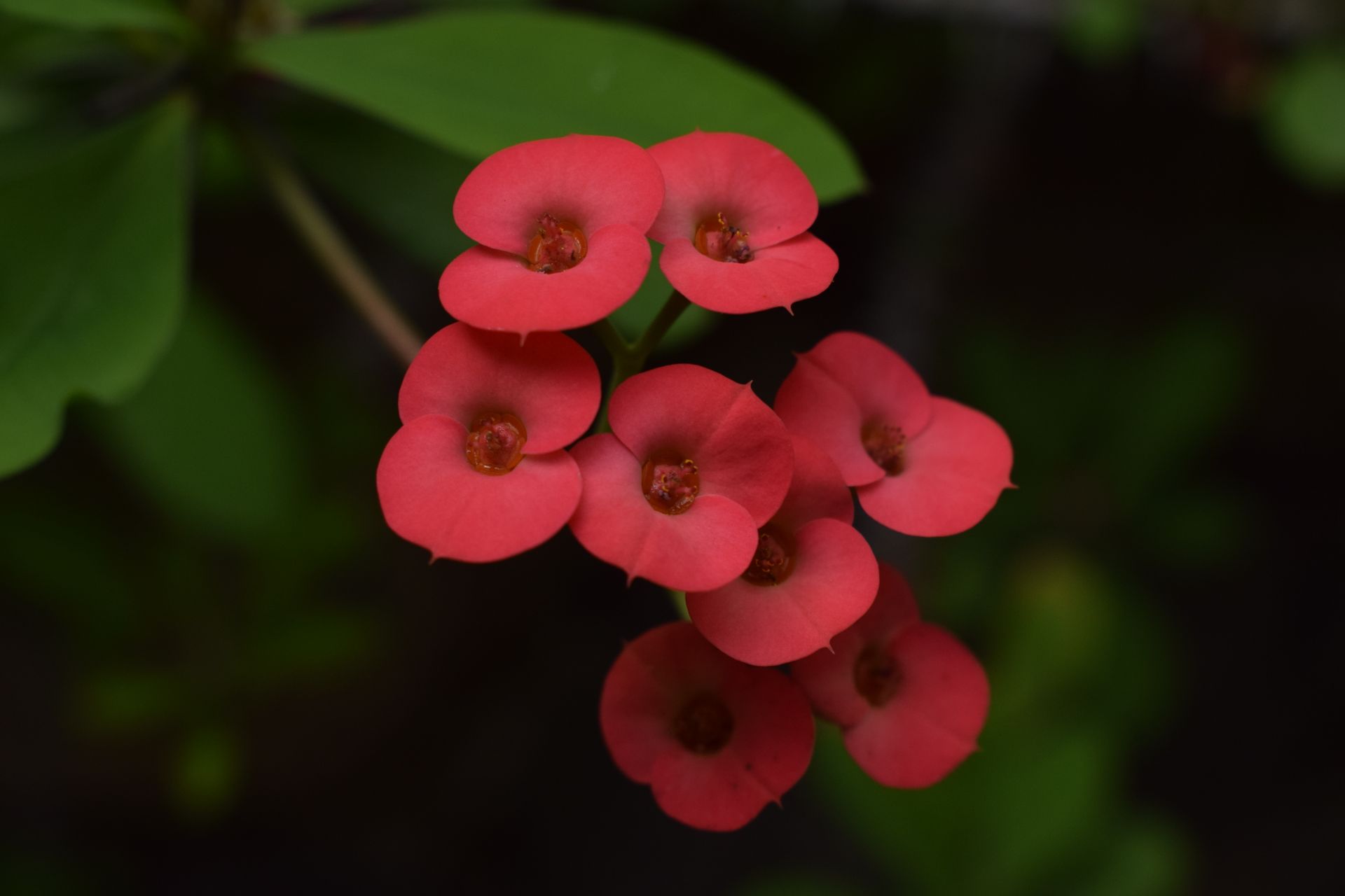 Detailed close-up of red crown of thorns flowers with dark green background.