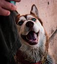 Brown and White Siberian Husky