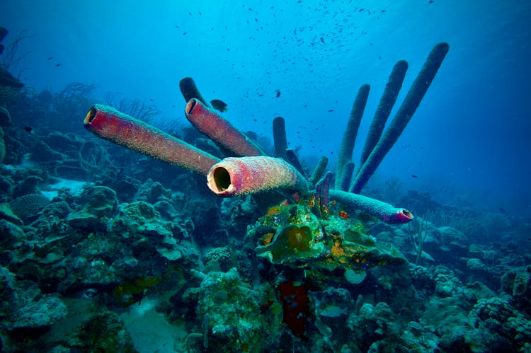 Sea Life Underwater