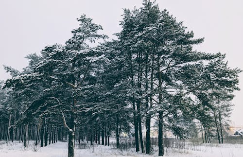 Ilmainen kuvapankkikuva tunnisteilla flunssa, lumi, luonto Kuvapankkikuva
